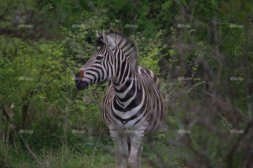 zebra South Africa