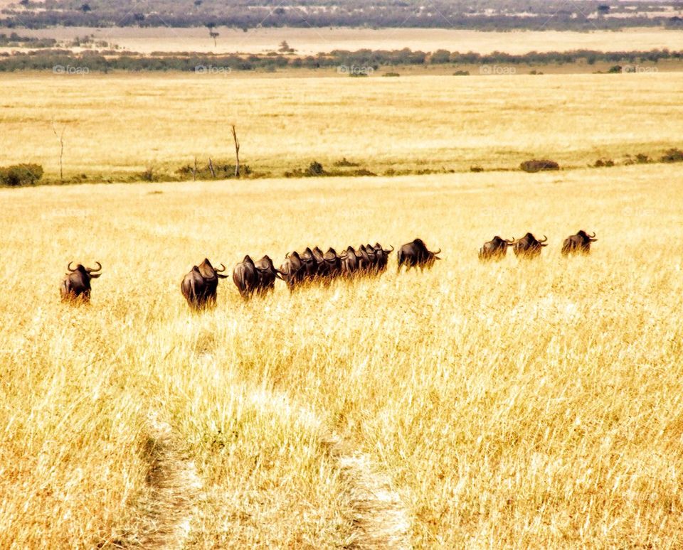 Wildebeest migration