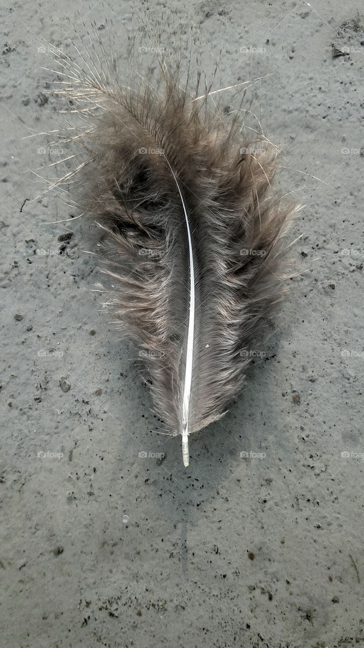 floating feather