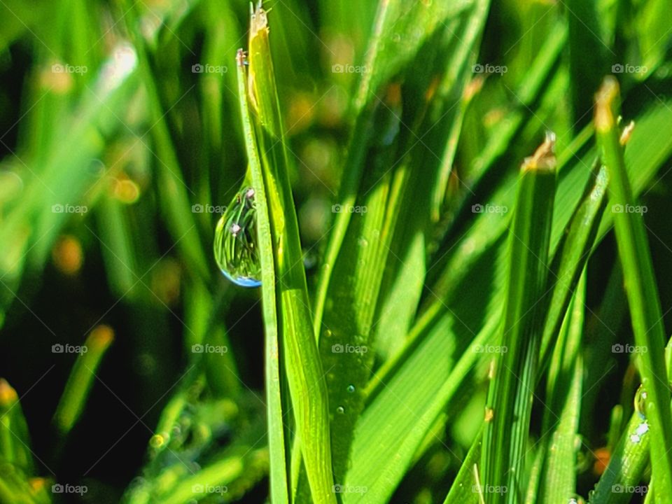 dew drops on blades of grass