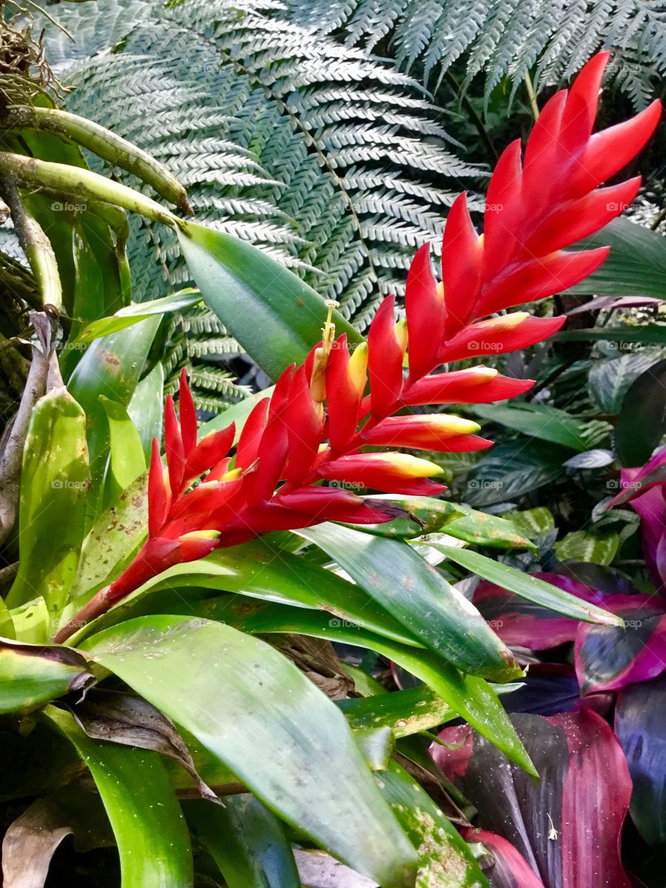 At Hawaii Tropical Botanical Garden