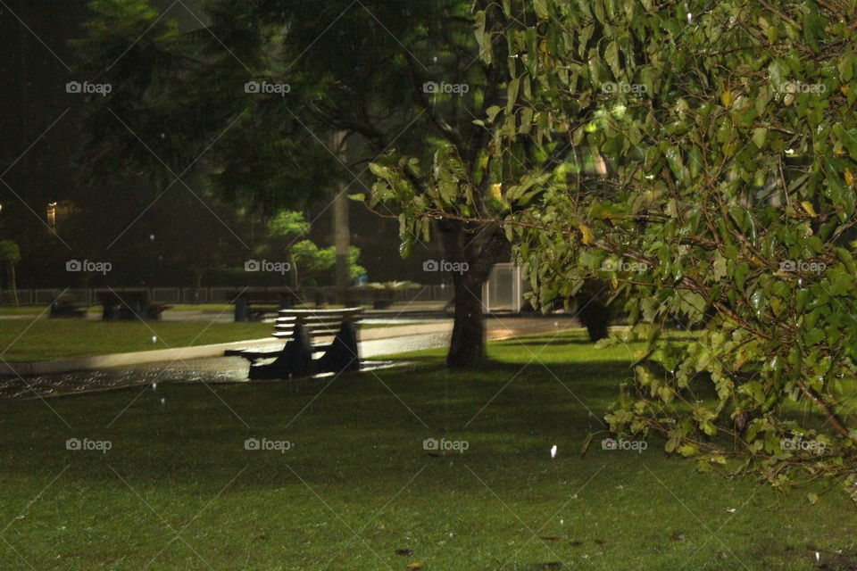Tree, No Person, Landscape, Park, Grass