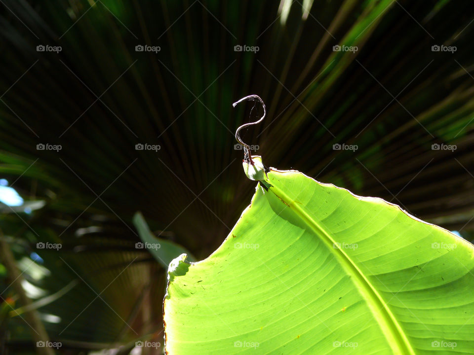 Nature on Gran Canaria, Las Palmas, Spain.