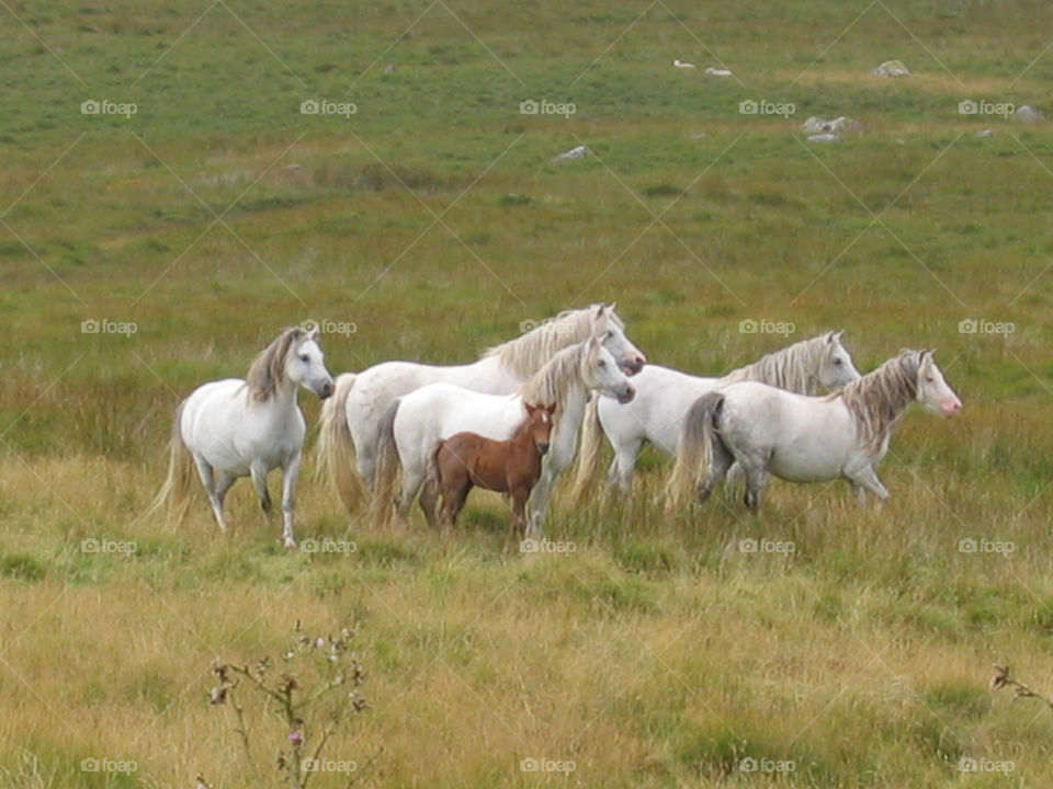 wild horses