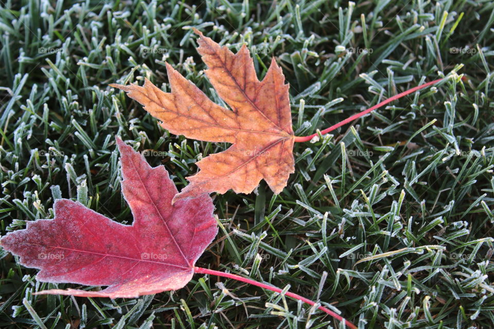 The first frost of autumn