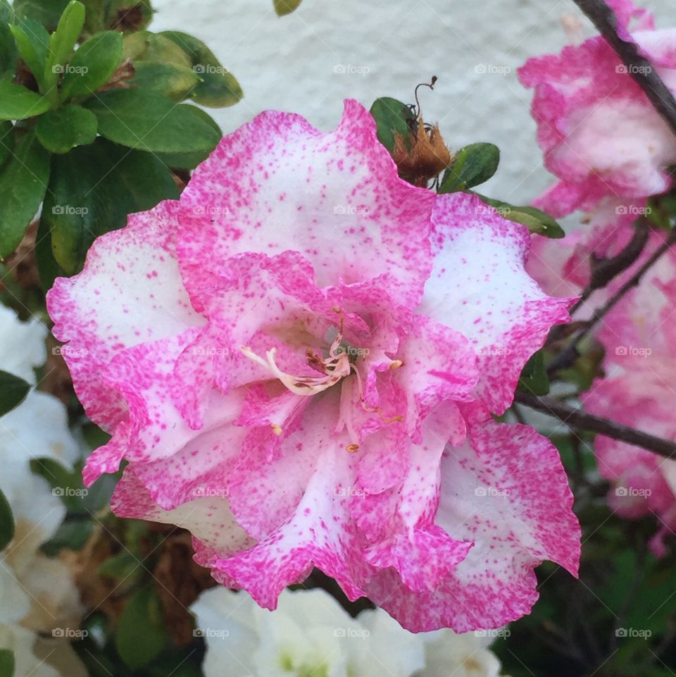 Azalea in bloom