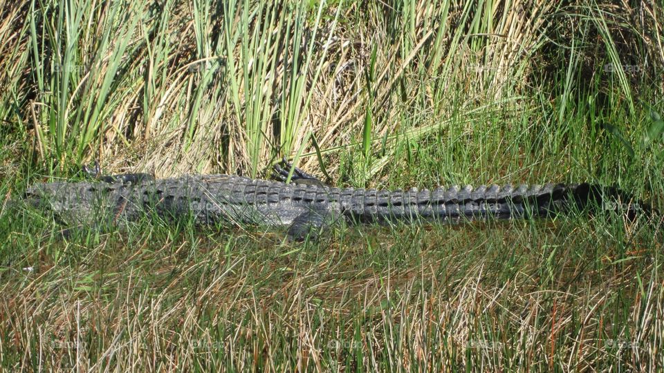 Alligator 