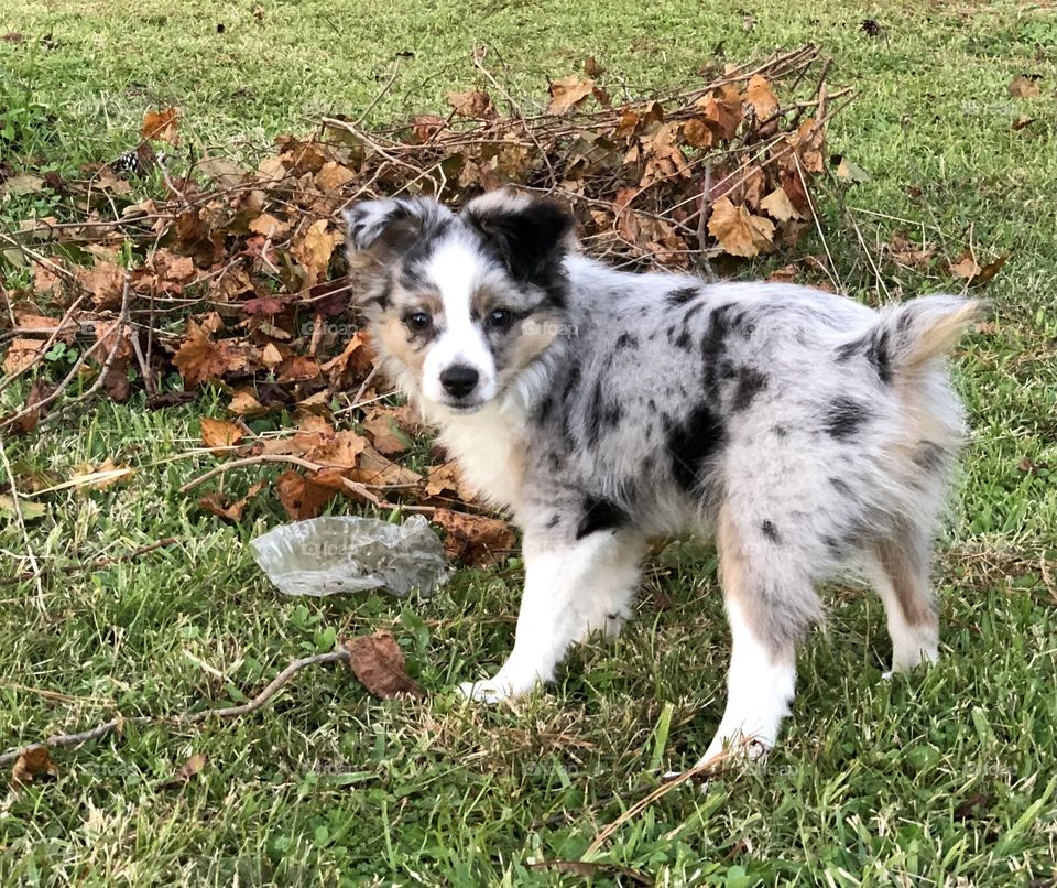 Toy Aussie 