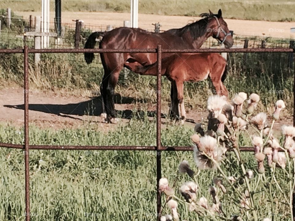 Nursing colt