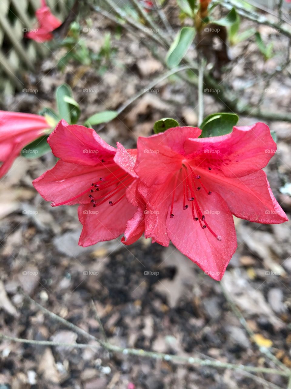 Closeup of two red azalea blooms in backyard 