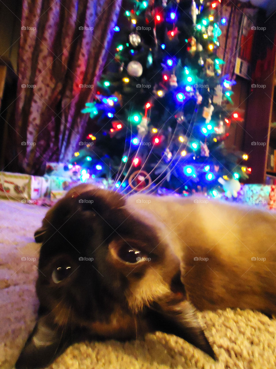 First Day of Christmas (Series)