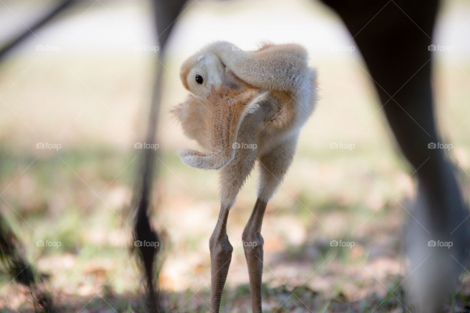 Baby Chick Crane Bird Playing Peek a Boo