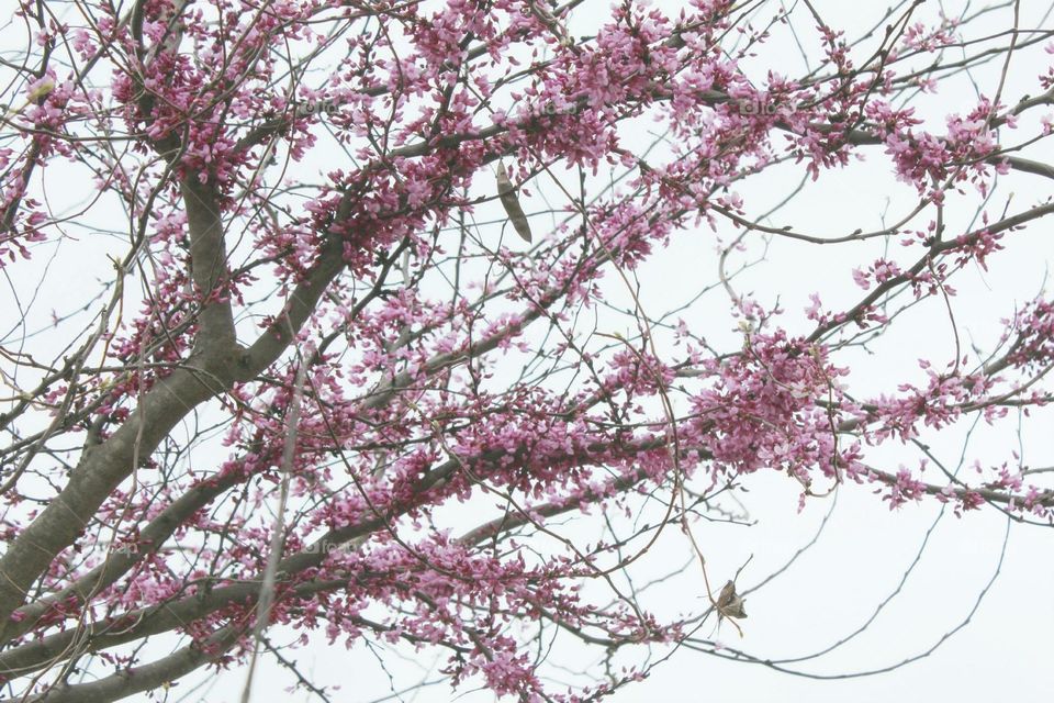 Pink Blossoms 