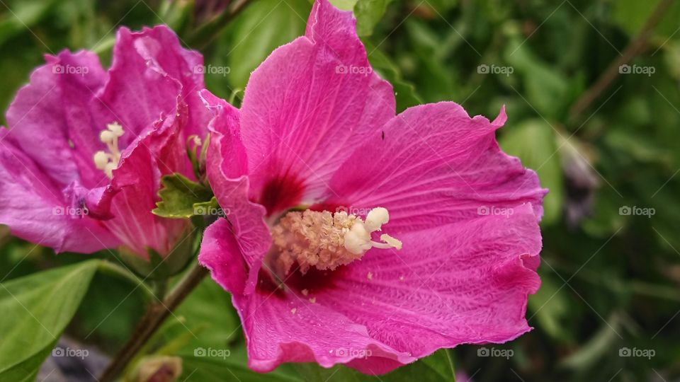 Pretty Pink Herbicus Flower