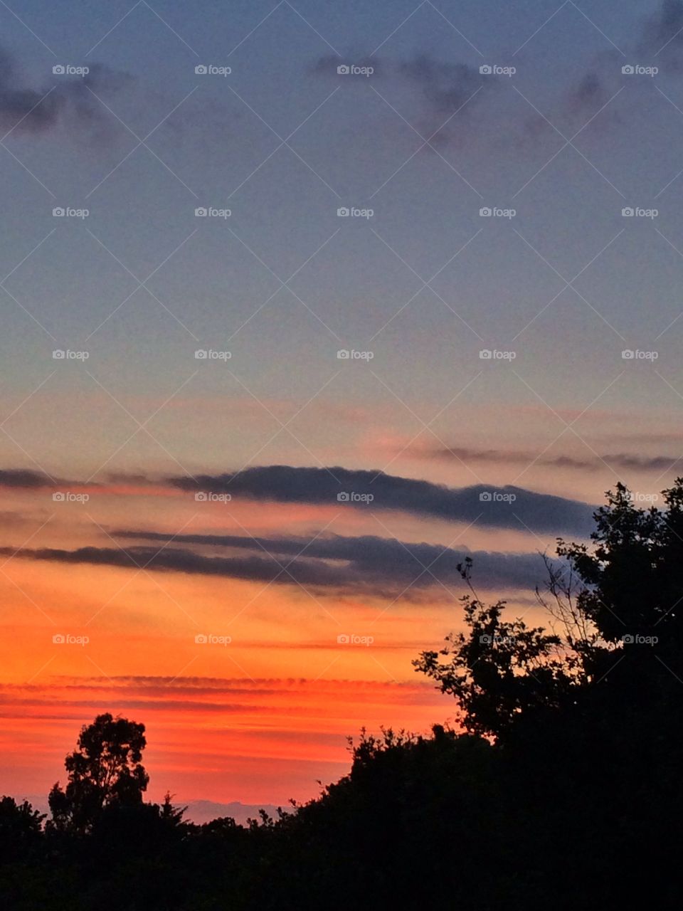 Orange sky with trees . Orange sky with trees silhouette 