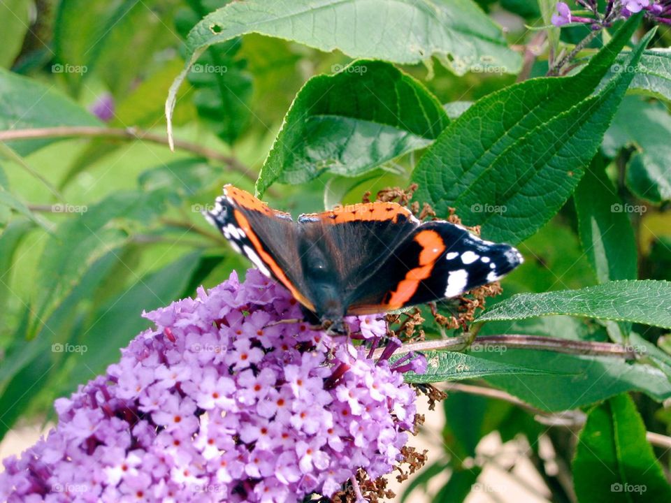Red admiral butterfly 