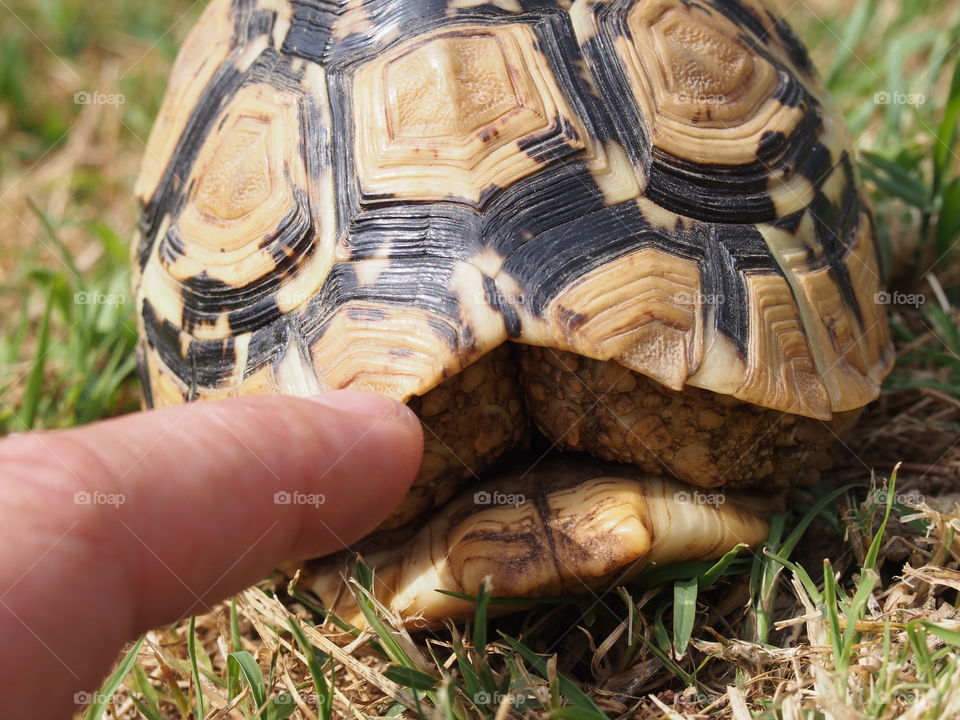 Turtle and finger
