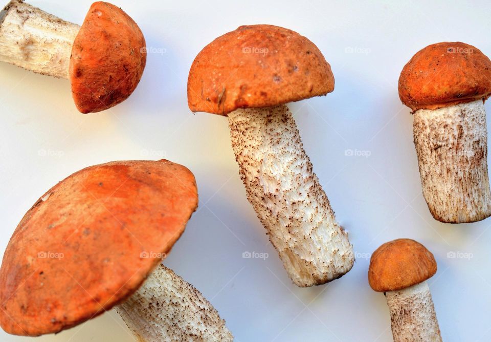 beautiful mushrooms texture background