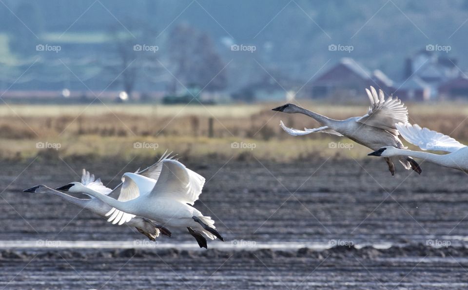 Trumpeter Swans landing