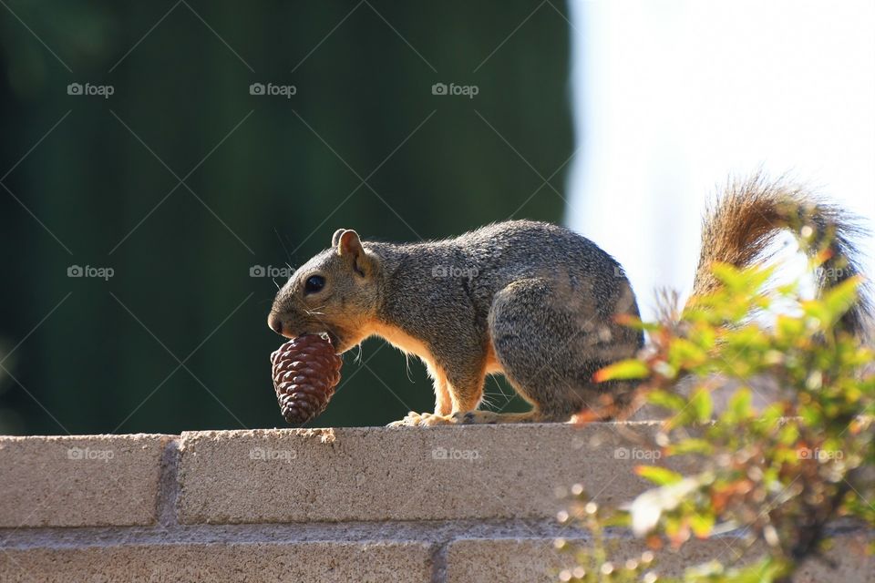 Squirrel with a pine cone