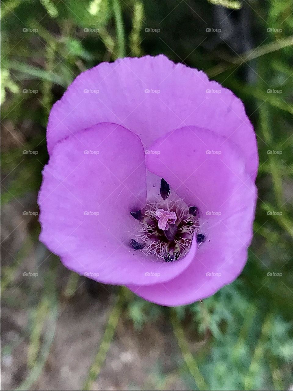 Purple Mariposa Lily