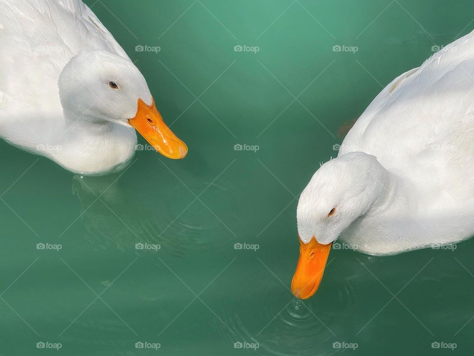 Ducks in a pond