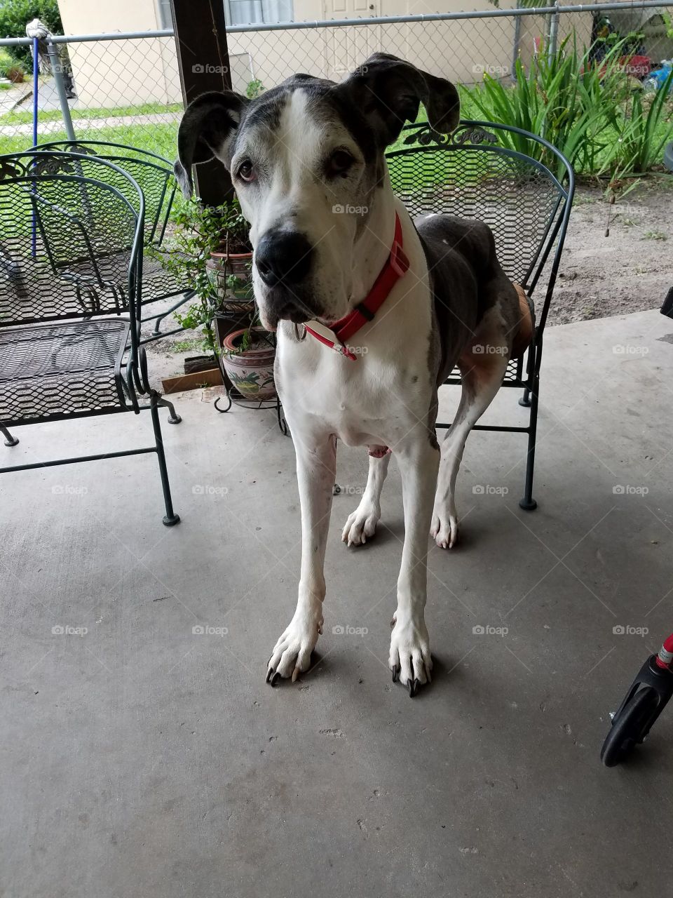 big old dane resting his bones sitting in a chair