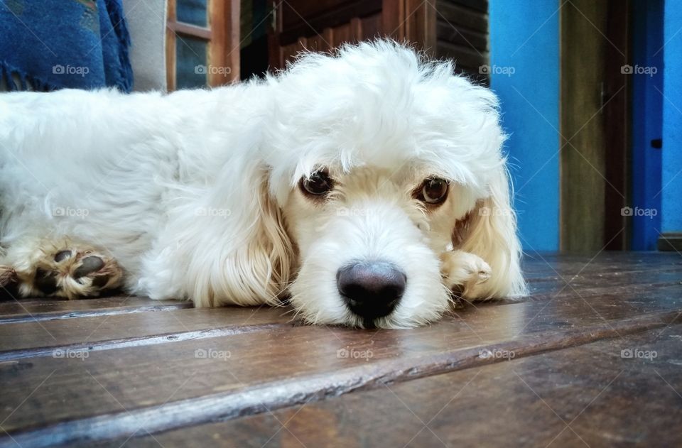 cão