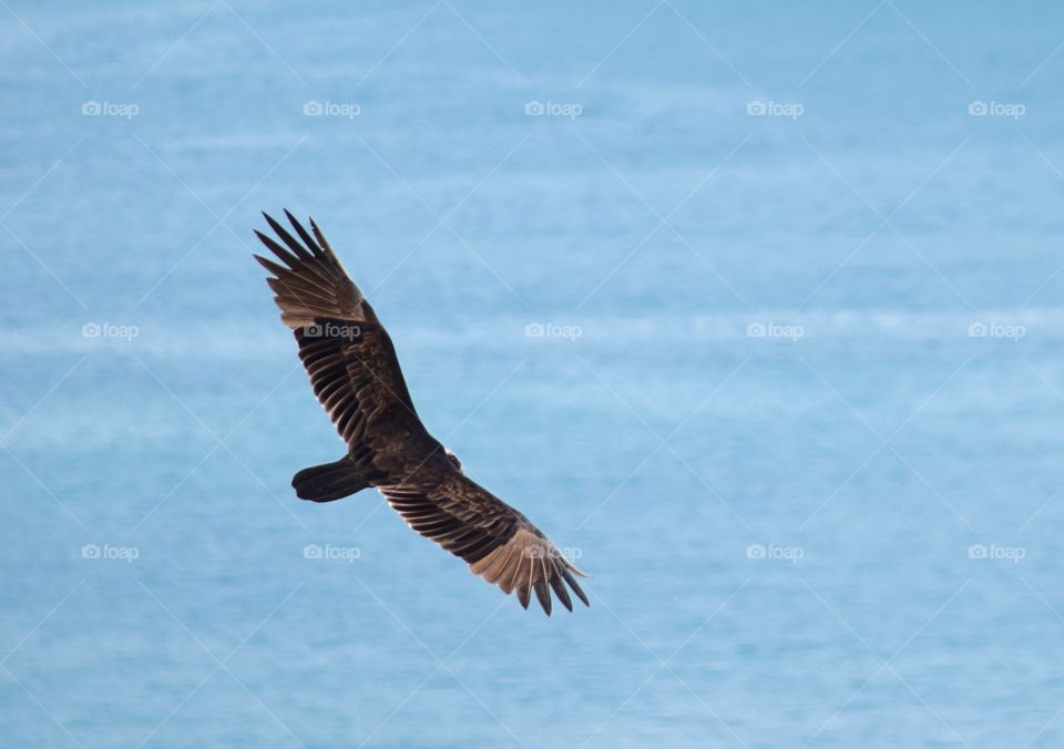 Close-up of eagle flying