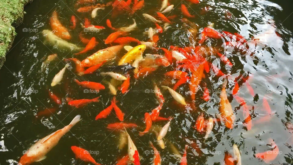Koi Pond