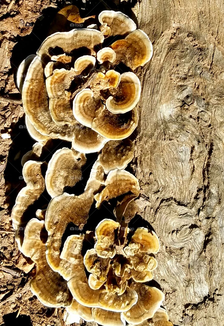 tree fungus