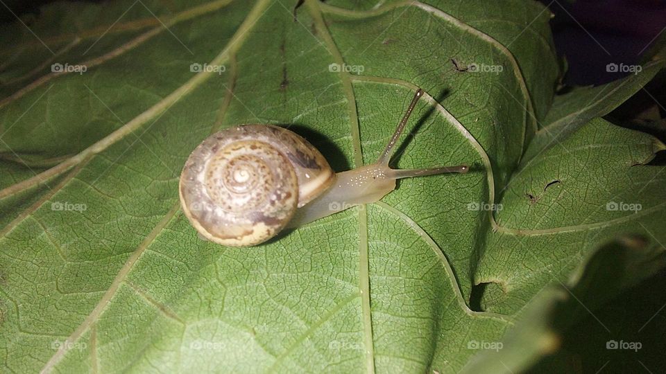 snail 🐌 between grape leaves 🍃