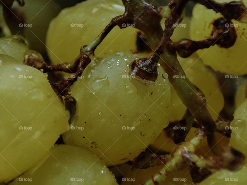 Grapes/ Close up photo of grapes/ Fruits/ Water drops /Macro photo of wet fruits/ Fresh fruit