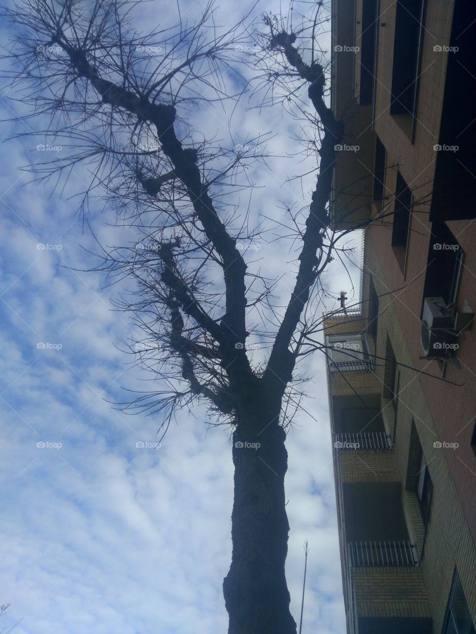 árbol y cielo