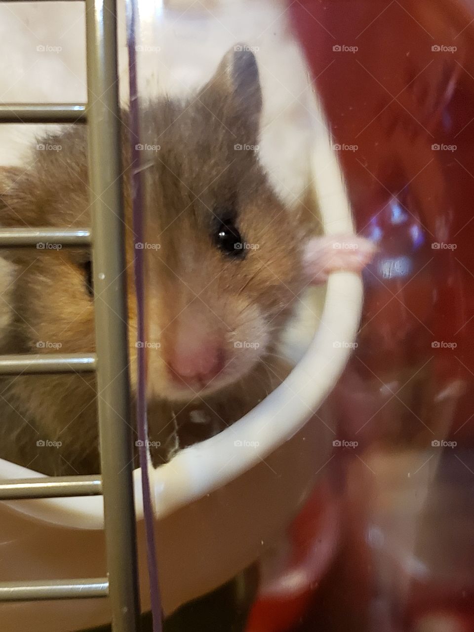 Hamster in his cage