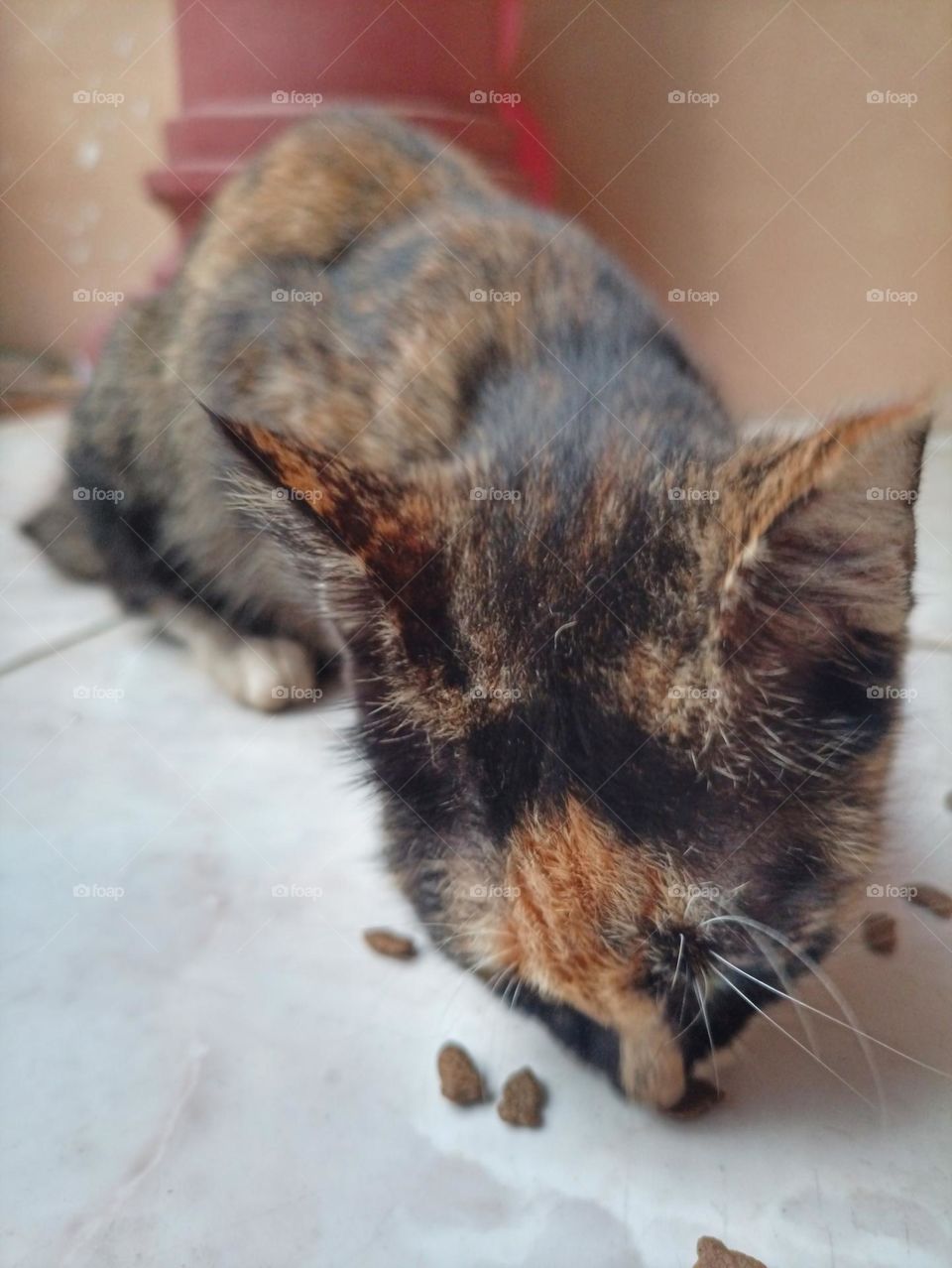 Colorful Cat is Eating