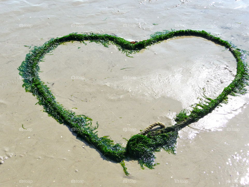 Natural heart, made of seaweed. On the long North Sea beach, I catched this green seaweed heart.