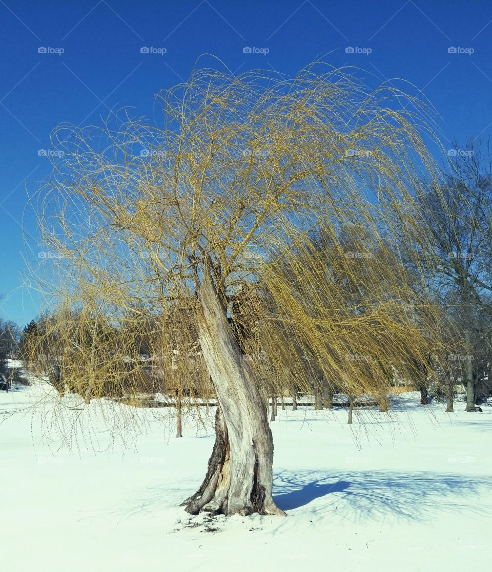 willow tree