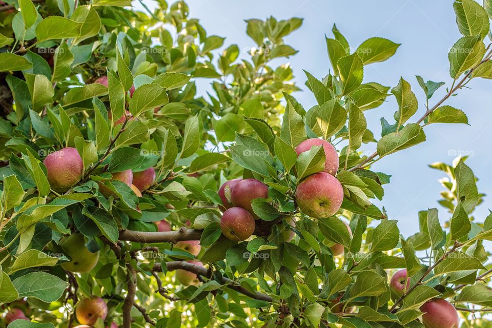 Arkansas black apples on tree in orchard