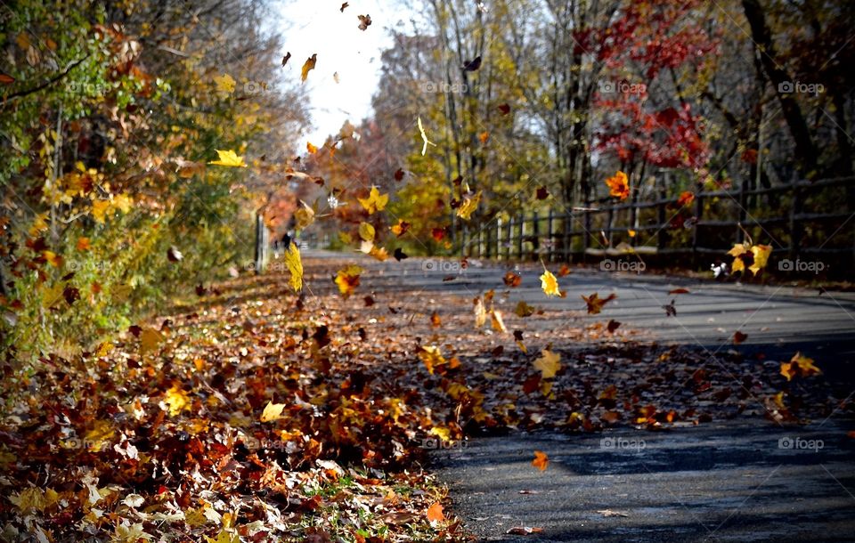 Leaves blowing in wind