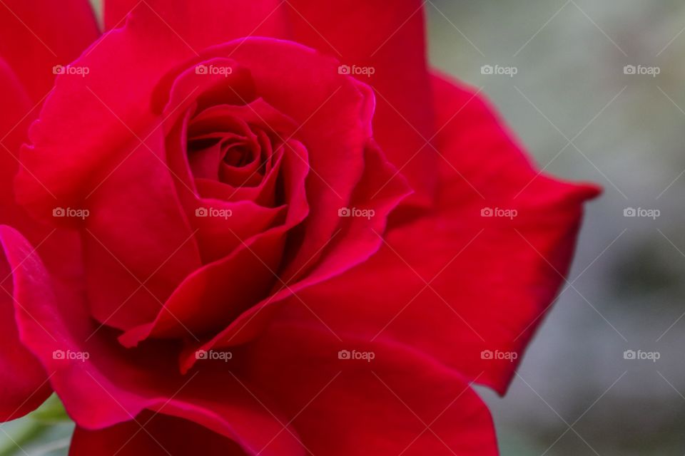 Red rose