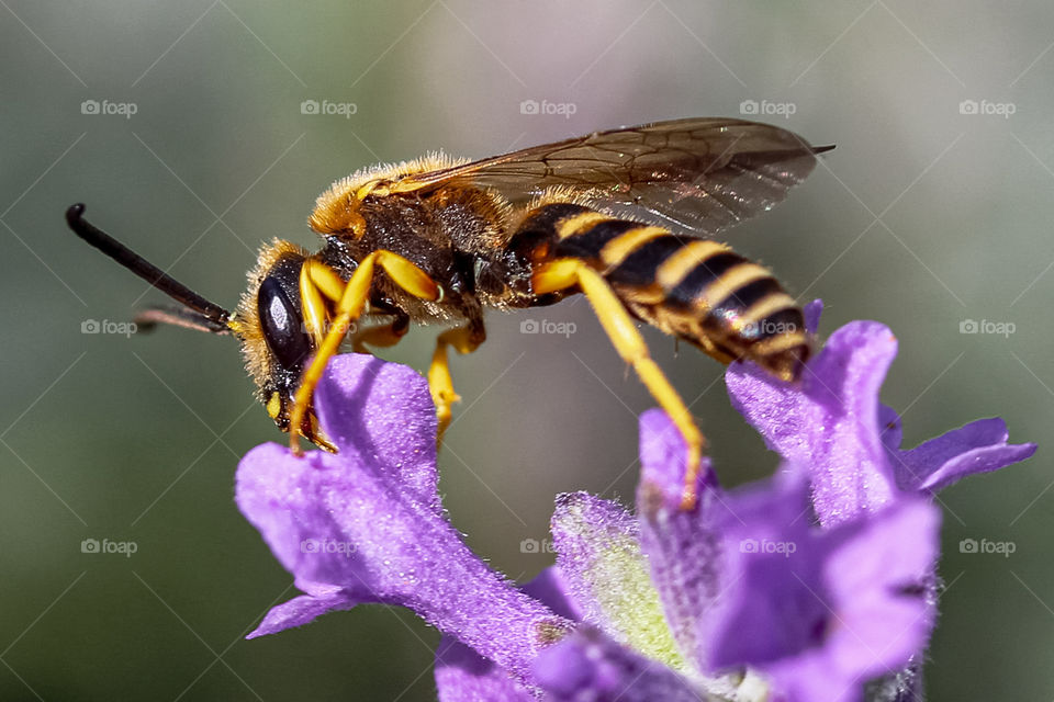 Wasp at the purple flower