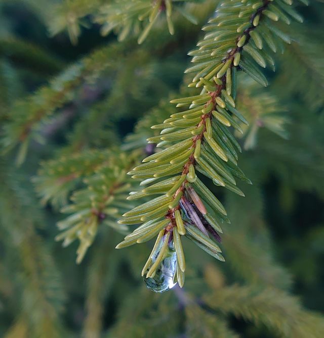 A branch of pine needles 🌲