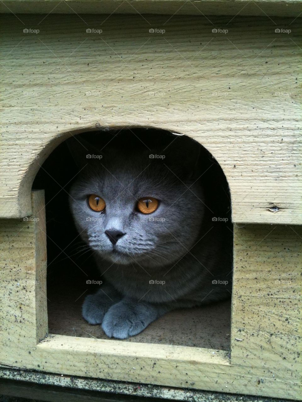 British Blue cat with orange-yellow eyes looking out of a wooden hut