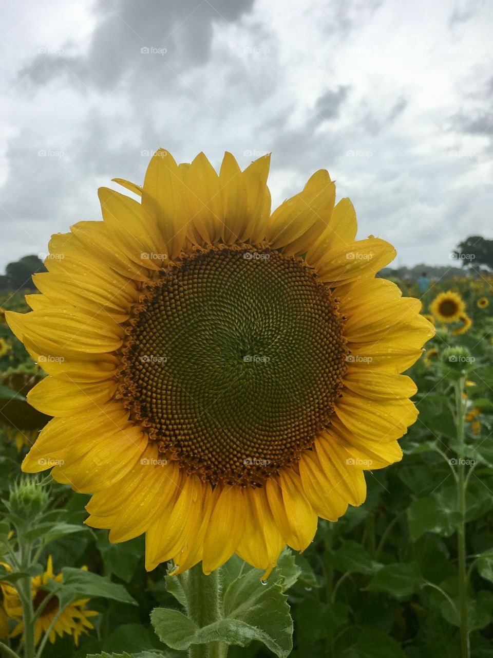 Sunflower maze