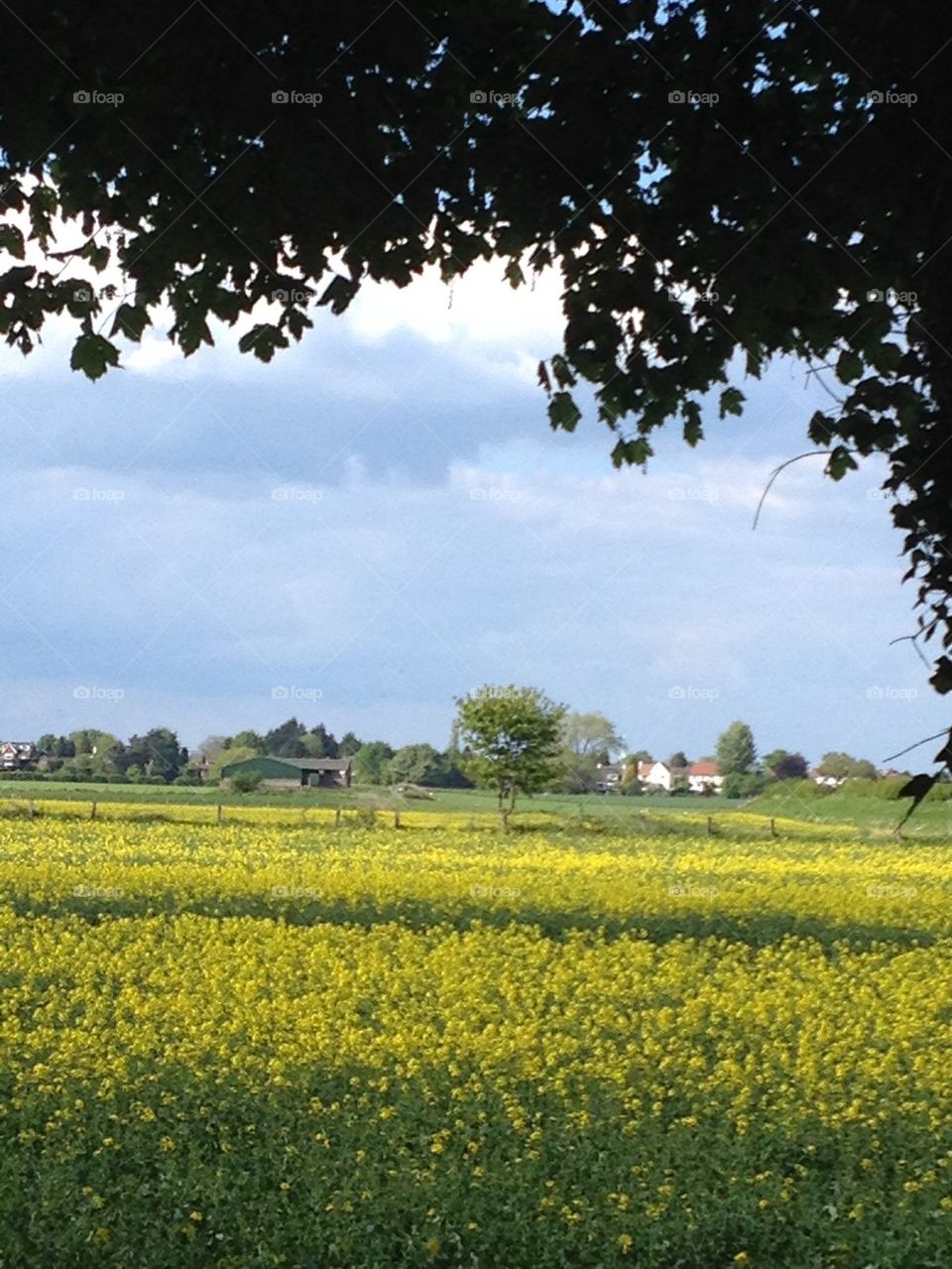 Oil seed rape 