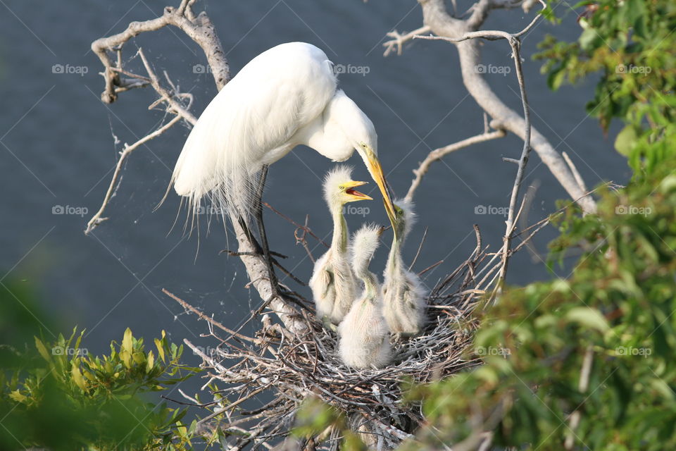 Egret feeding baby birds