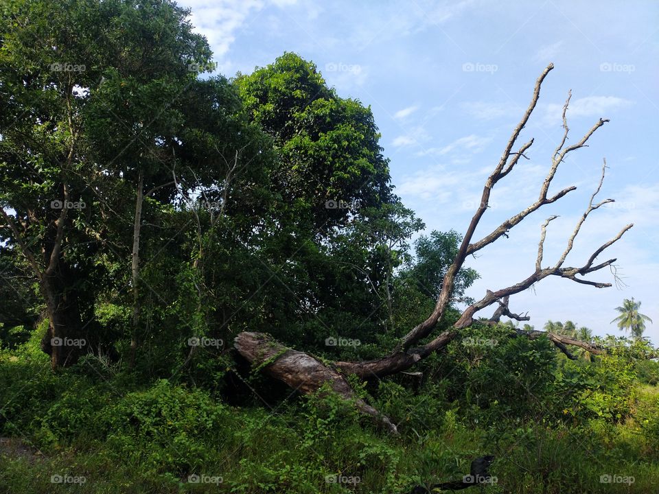 Grayscale Photo of Bare Tree
