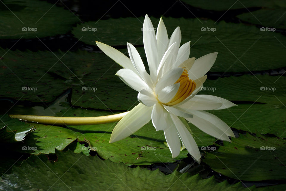 flora flower pond lotus by cate