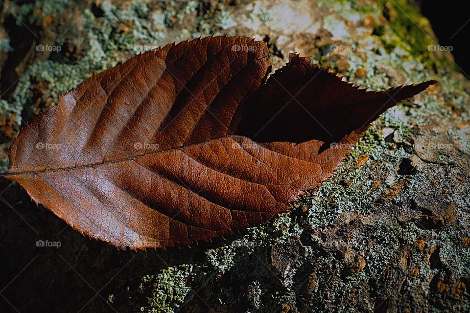 Closeup Of A Fall Leaf On A Rock, Leaves Off A Tree, Fall Time In The Woods, Leaves Changing Color, Details Of A Leaf, Designed By Nature, Detailed Leaf 